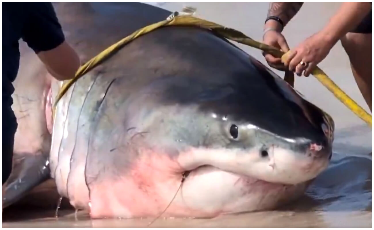 Enorme tiburón blanco encalla en playa de Florida, se creía embarazada, pero era muy joven para eso. (Captura de pantalla © XFactZone- Twitter)