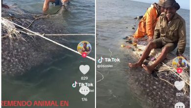 “Tremendo animal”: pescadores capturan un tiburón ballena en Sancti Spíritus