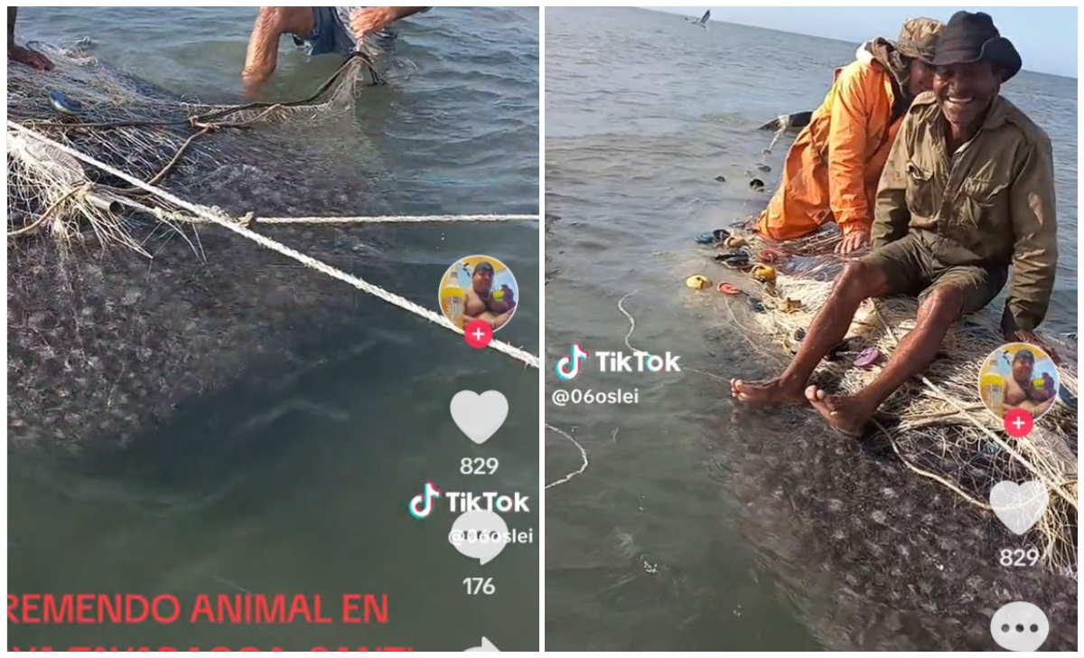 “Tremendo animal”: pescadores capturan un tiburón ballena en Sancti Spíritus