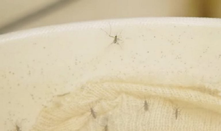 Régimen ignora el dengue y afirma que su sistema sanitario es “mejor que en otros países”
