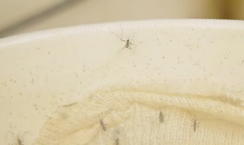 Imagen ilustrativa del mosquito de la malaria siendo estudiado. (Captura de pantalla Virginia Tech-YouTube)