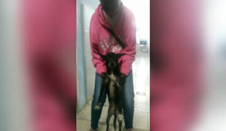 La Habana: perro espera a su dueña afuera del hospital donde falleció