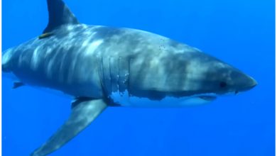 Tiburón blanco, una de las especies más grandes de tiburón y usualmente no tan frecuente en playas de Florida. (Captura de pantalla © Great Scapes- YouTube)