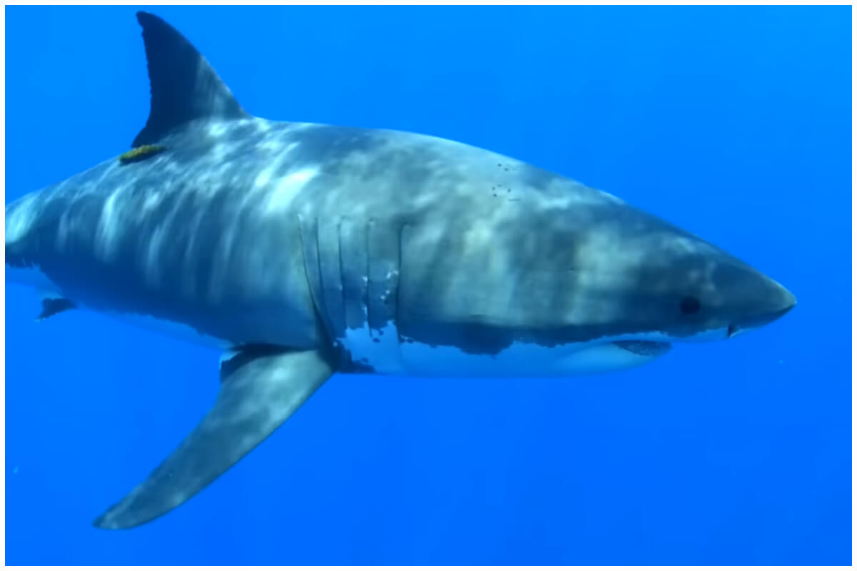 Tiburón blanco, una de las especies más grandes de tiburón y usualmente no tan frecuente en playas de Florida. (Captura de pantalla © Great Scapes- YouTube)