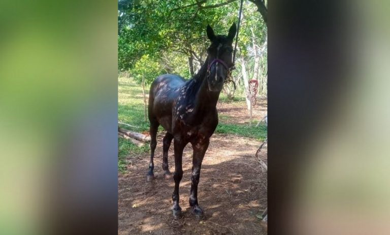 Artemisa: denuncian injusto decomiso y sacrificio de conocido caballo de carreras