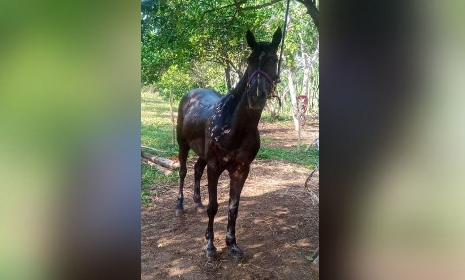 Artemisa: denuncian injusto decomiso y sacrificio de conocido caballo de carreras. (Foto © Narco Narco-Facebook)
