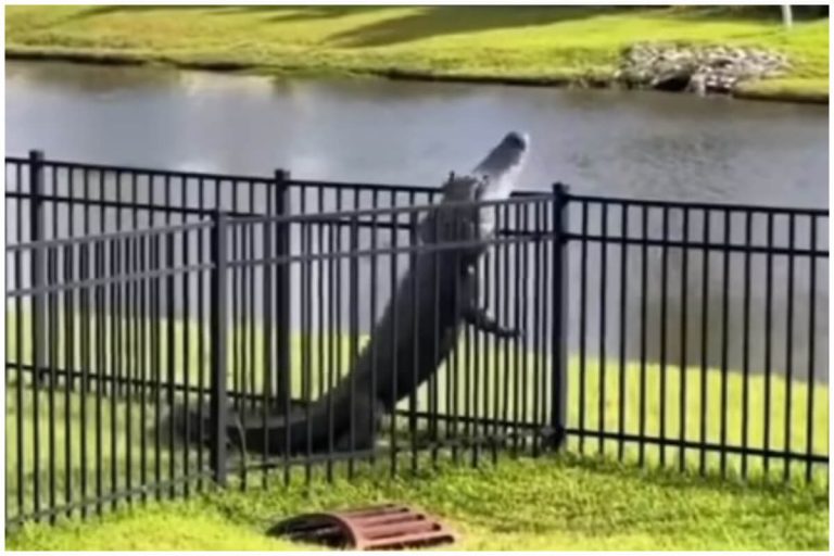 “¡No sabía que hacían eso!”: Impacta caimán que trepa una cerca en Florida