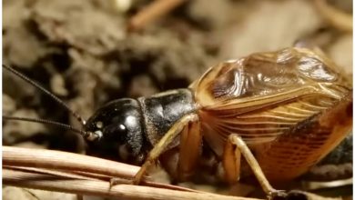 Grillos caribeños fueron señalados como la causa del Síndrome de La Habana. (Captura de pantalla © El Robot de Colón- YouTube)