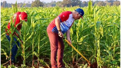 Miguel Díaz-Canel, dirigente de Cuba en un campo de maíz. (Foto © Presidencia de Cuba- Cubadebate)