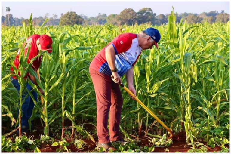 Díaz-Canel indigna a cubanos al fingir trabajar en el campo: “Circo para la foto”