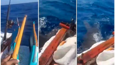 ¡Mira eso, Asere!: tiburón martillo muerde la balsa de unos pescadores cubanos. (Captura de pantalla © Pesca en Miami-Facebook)
