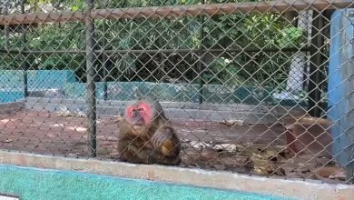 Imagen ilustrativa de un mono en el Zoológico de la 26. (Captura de pantalla © Rosy TV-YouTube)