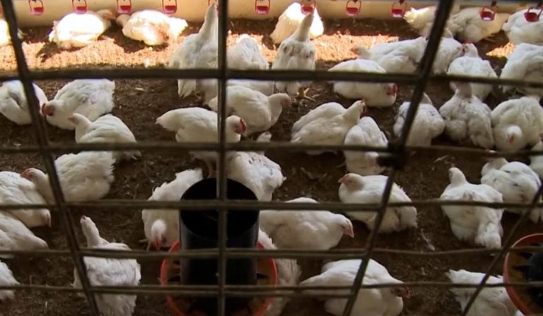 Sacrifican a más de 50.000 gallinas en Holguín por falta de pienso