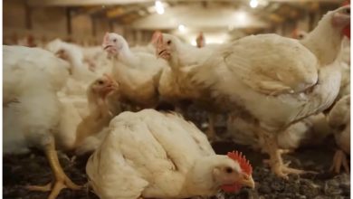 México se había declarado libre del virus apenas en abril, no se sabe cómo ocurrió el contagio. (Captura de pantalla © Tecnologías Moderna- YouTube)