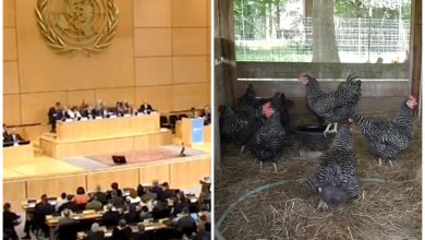 OMS niega muerte por gripe aviar en México, aunque sí hubo contagio a humanos. (Captura de pantalla YouTube © CGTN Español/ Vida con Plumas)