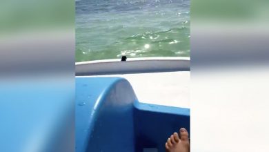 Imagen ilustrativa de una de estas bicicletas acuáticas. (Captura de pantalla © JdCubanita-YouTube)