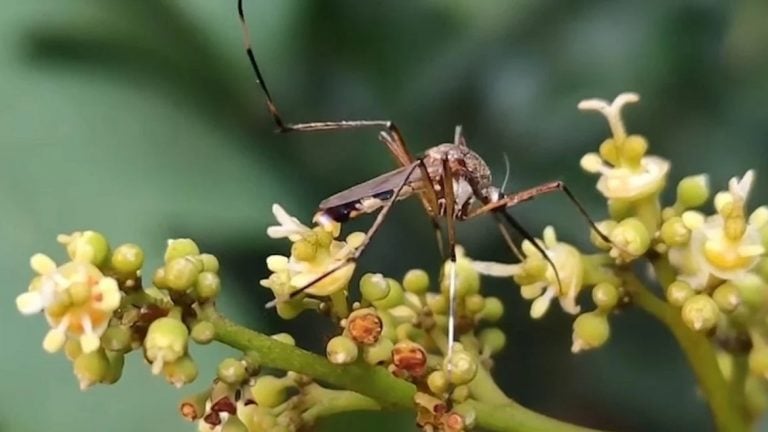 República Dominicana detecta casos de chikungunya importados de Cuba