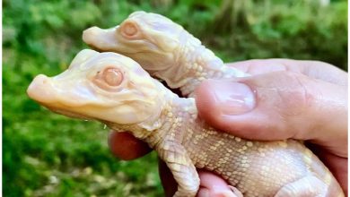 Nueva cría de caimán albino en el Parque Wild Florida