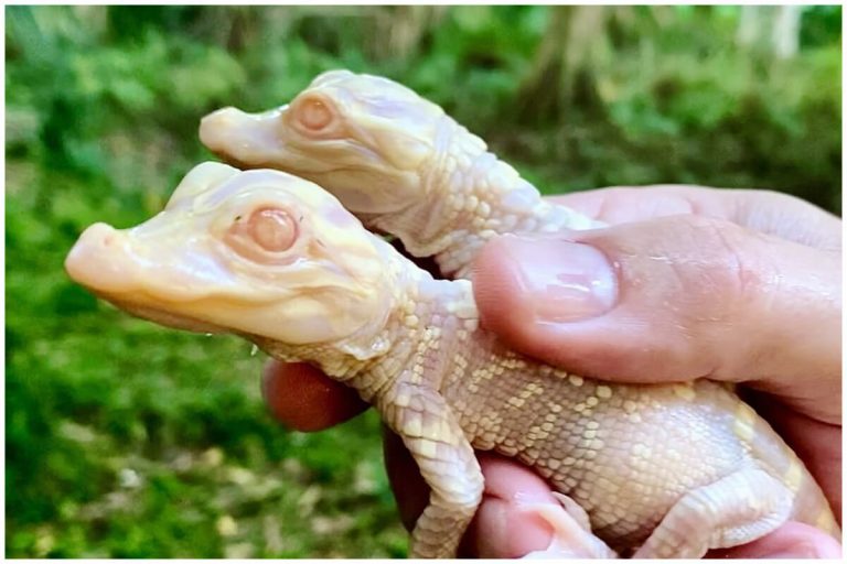 ¡Lindo bebé! Nace cría de caimán albino en el Parque Wild Florida