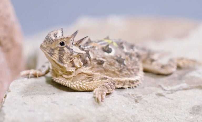 Zoológico de Miami logra por primera vez reproducción de lagartija en peligro de extinción