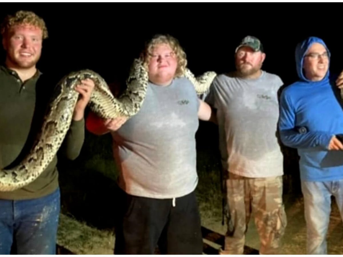 ¡Nuevo récord! Atrapan la segunda pitón birmana más grande de Florida, image size:1200x900
