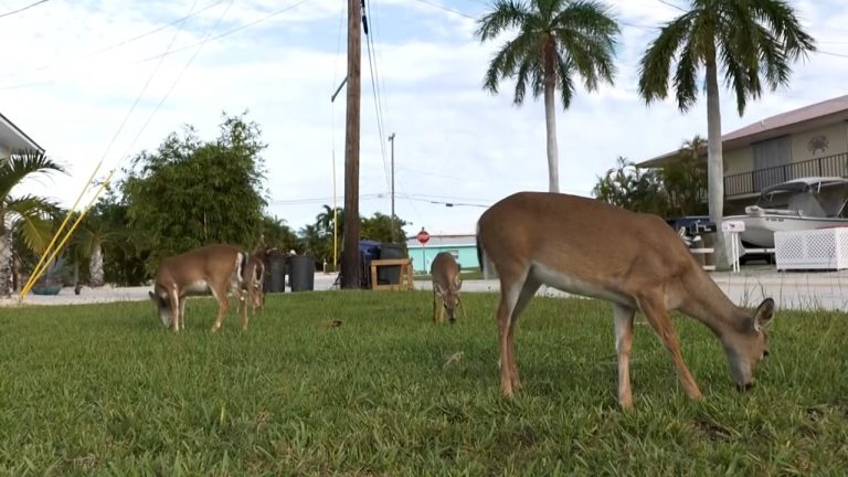 Emblemática especie de ciervo de los Cayos de Florida en peligro de extinción