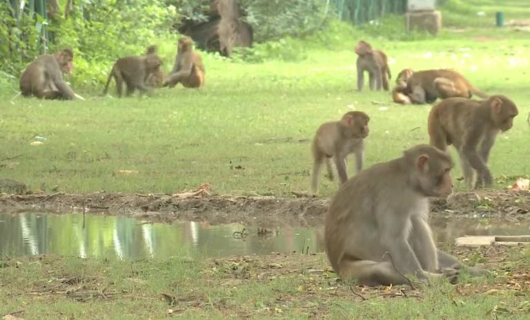 Más de 40 monos escapan de un laboratorio en Carolina del Sur