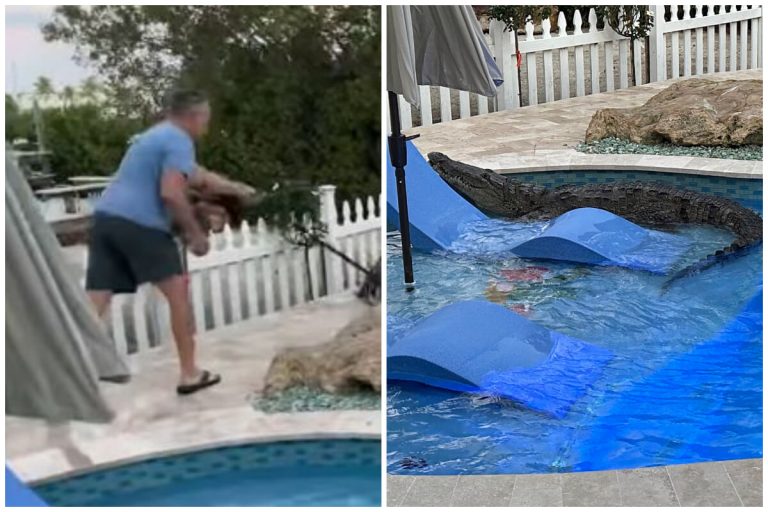 Hombre de Florida encuentra caimán en su jardín y lo enfrenta a escobazos