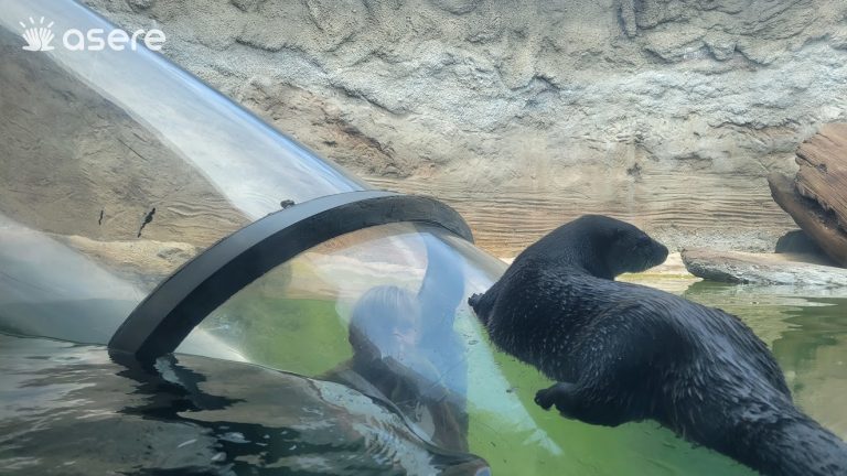 Muere en el zoológico de Miami la nutria gigante más longeva de EEUU