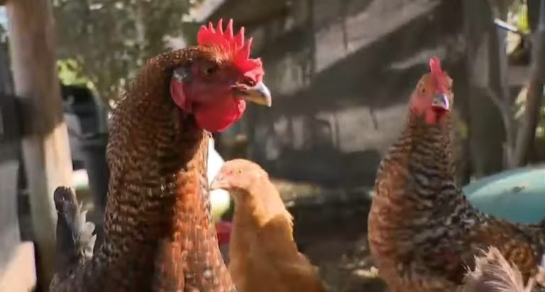 Residentes al sur de Florida recurren criar gallinas ante escasez de huevos