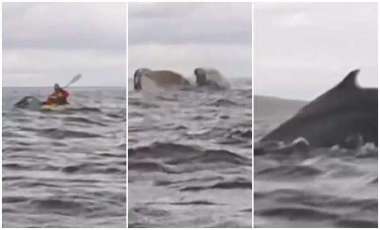Kayakista es tragado y escupido por una ballena en costas de Chile