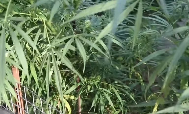 Chofer en Holguín sembró más de 1.000 plantas de marihuana en Mipyme donde trabajaba