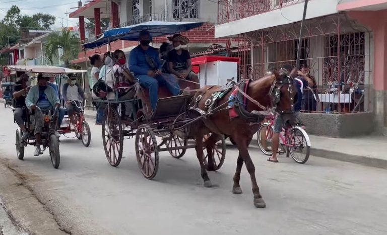 Decomisan caballos en operativos contra carreras ilegales en Pinar del Río