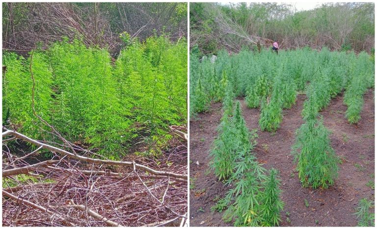 Descubren cultivo de marihuana en Bayamo: más de 1.200 plantas incautadas