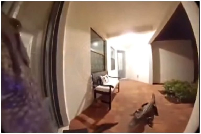 “¿Hay alguien en casa?”: Caimanes virales al visitar un hogar en Florida