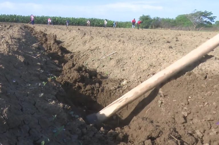 Prometen pago en dólares a campesinos: mayoría va para el régimen