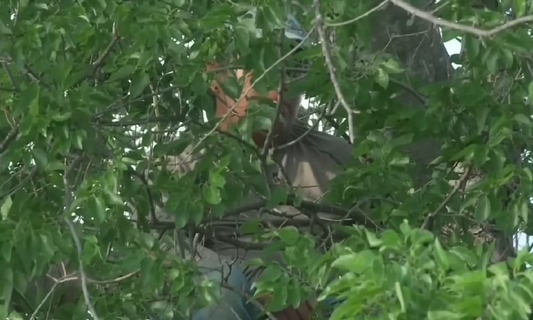 Migrante pasó 8 horas en un árbol para no ser detenido por ICE en EEUU