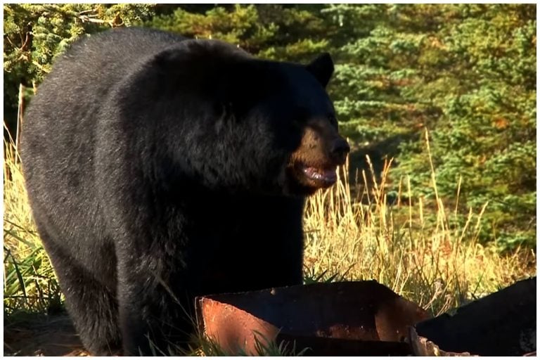 Un hombre y su perro muertos tras presunto ataque de oso en Florida