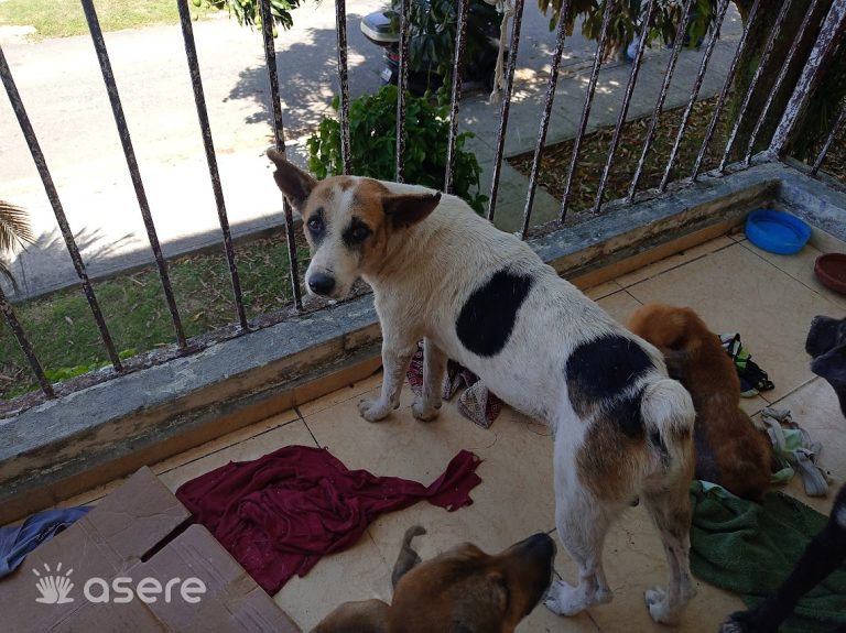 Arrestan a dos personas en Holguín con carne de perro para venta ilegal
