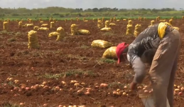 Régimen busca revivir fallido proyecto de Fidel para lidiar con crisis alimentaria