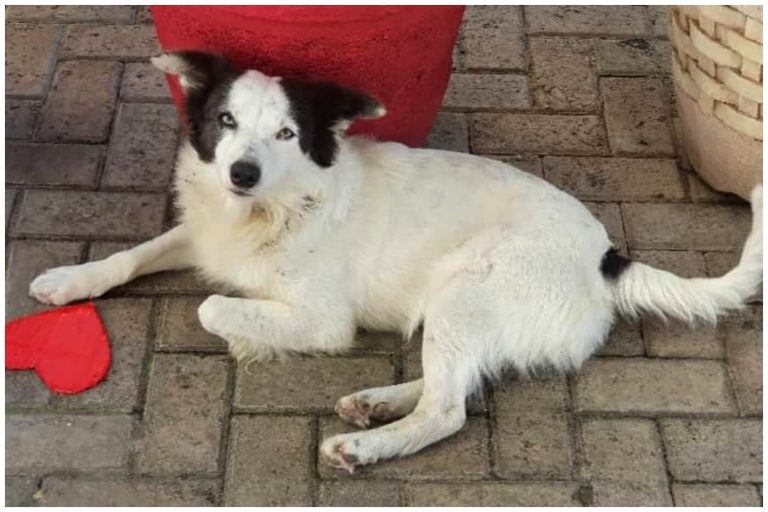 Matanzas despide a Lobito: muere el amado perro callejero de Paseo Narváez