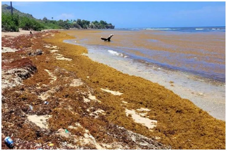 Sargazo invade playas de Cuba y amenaza el turismo y la pesca