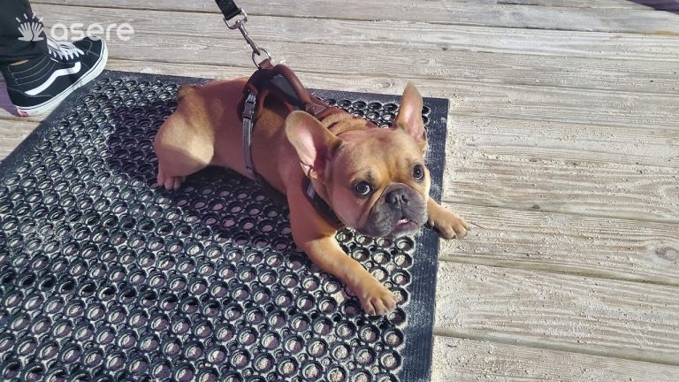 Mascotas abandonadas saturan refugios en Florida tras deportaciones masivas