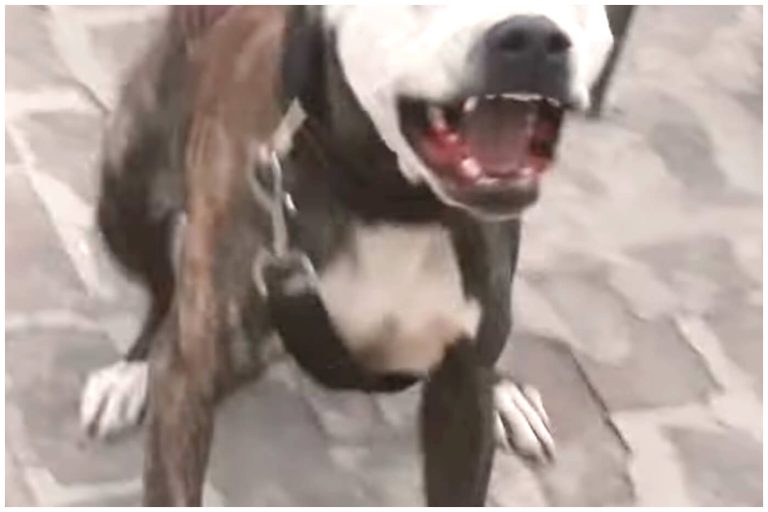 Mujer de Florida hospitalizada tras brutal ataque de perro en Hialeah
