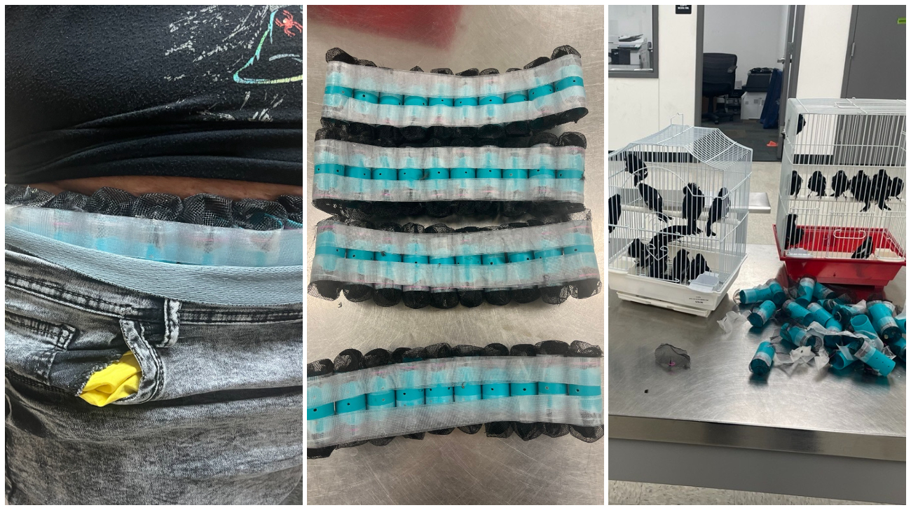 El cubano intentó ocultar las aves en pequeños compartimientos debajo de su ropa. (Foto © OFOEAC-Twitter)