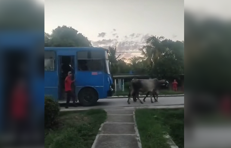 Cuba avanza… Impulsada por bueyes: animales tiran de guagua Girón