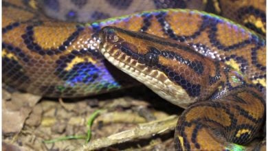 Boa arcoiris, un animal fascinante casi extinto en Florida. (Captura de pantalla © Living Zoology- YouTube)