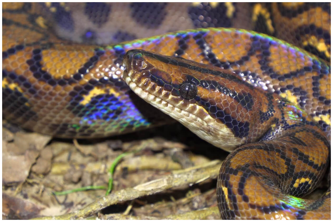 Boa arcoiris, un animal fascinante casi extinto en Florida. (Captura de pantalla © Living Zoology- YouTube)