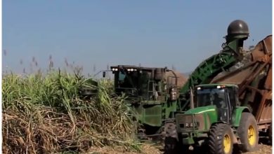 La cosecha de caña en Cuba fue una vez de gran importancia en el continente. Imagen de referencia. (Captura de pantalla © Kampu Agro- YouTube)