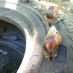 La presencia de esta plaga representa un peligro para la salud. (Captura de pantalla © sembrandounpais-YouTube)